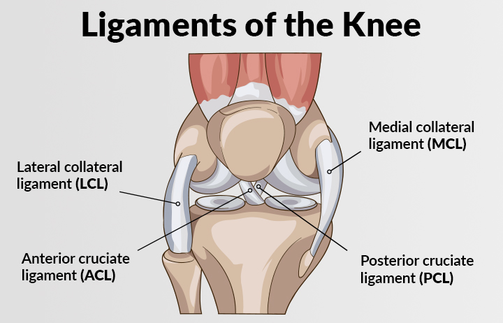 Introduction to Knee Ligament Injury